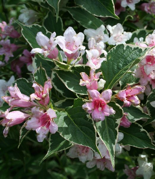 Weigela florida 'Suzanne'